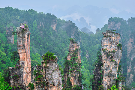 中国张家江山花朵天气公园砂岩爬坡山脉石头悬崖旅行游客图片