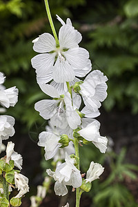 Sidalcea 调装品生长花头花园园艺植物花坛家庭季节香味野花图片