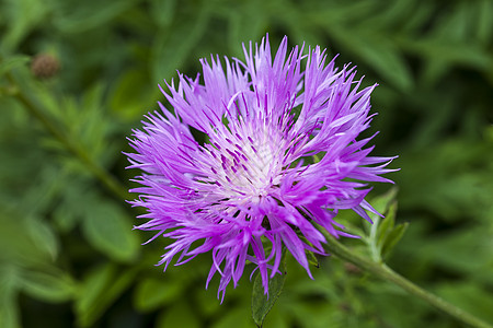 Centaurea 笔记账宏观香味紫色生长植物群植物双花季节家庭花瓣图片