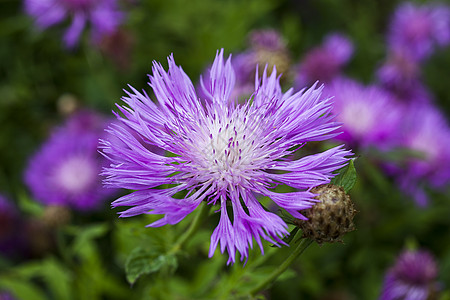 Centaurea 笔记账双花香味花瓣花园花坛园艺生长植物紫色植物群图片