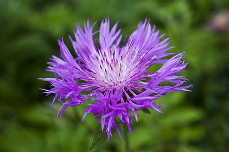 Centaurea 笔记账花瓣花头香味植物双花花坛紫色园艺植物群家庭图片