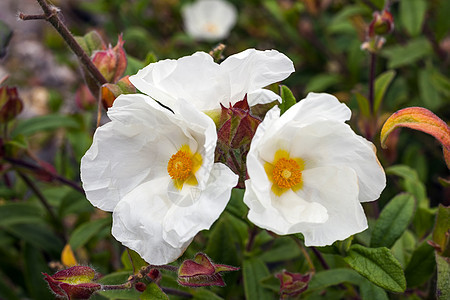 Cistus 