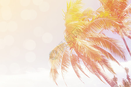 椰子在白天的天空上自由 阳光明亮 反光效果图片