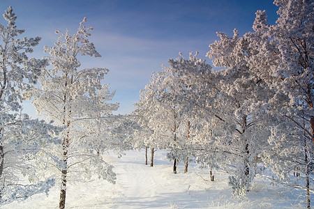 冬季风景场景季节性白色树木季节仙境天空松树蓝色森林图片