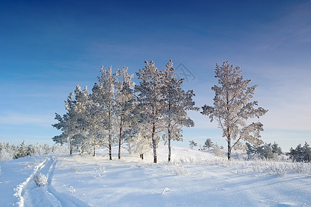 寒冬的夜晚风景 山上有松树爬坡天气场景天空木头森林美丽季节阳光蓝色图片