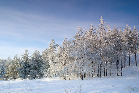 寒冬的夜晚风景 山上有松树天空蓝色场景季节森林天气木头阳光爬坡美丽图片