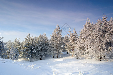 寒冬的夜晚风景 山上有松树季节美丽蓝色场景木头天空天气爬坡阳光森林图片