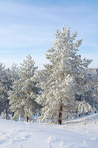 美丽的冬季风景木头季节蓝色树木森林天空天气白色场景松树背景图片