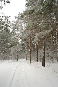 有松树的森林中的冬季雾风景森林季节绿色场景木头白色环境天气图片