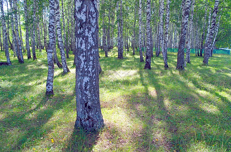美丽的夏季风景木头阴影生活森林植物桦木叶子树干公园环境图片