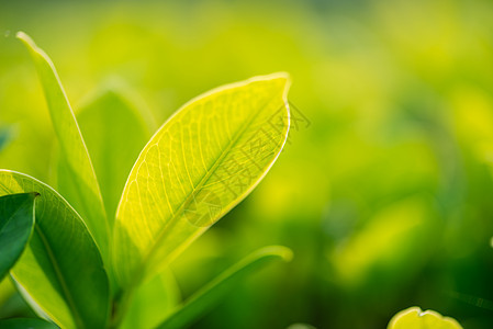 绿色自然背景上美丽的绿叶树木生长植物晴天阴影枝条植物群森林公园昆虫图片