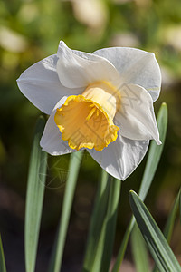 Daffodil 自恋  前景季节黄油林地花瓣园艺植物群花头生长柠檬宏观图片