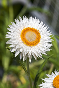 白宏观药物生长植物群草本植物花瓣投标菊花园艺家庭图片