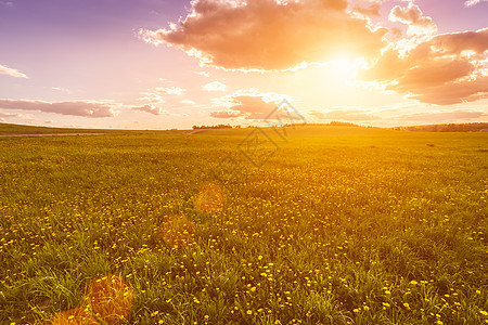 太阳升起或日落 在覆盖着黄花朵的田地上天空金色阳光草地黄色射线风景夕阳天堂田园图片
