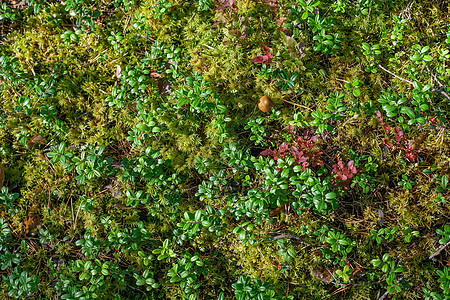 森林中的草莓树地面灌木丛采摘收成红色树叶空地森林苔藓食物图片