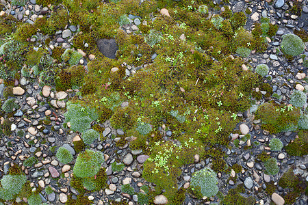 混凝土中带有苔的孔塞树叶侵蚀杂草石头绿色苔藓地面岩石植物生活图片