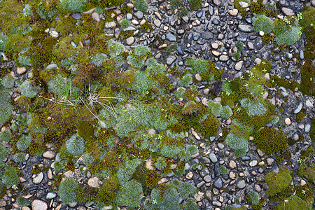 混凝土中带有苔的孔塞侵蚀绿色苔藓植物岩石树叶杂草生活石头地面图片