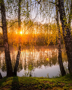 在池塘附近的小树叶中 太阳升起或日落墙纸风景镜子树干光束阴霾金子阳光桦木反射图片