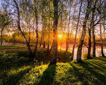 在池塘附近的小树叶中 太阳升起或日落墙纸土地风景光束叶子树干阳光倒影荒野桦木图片