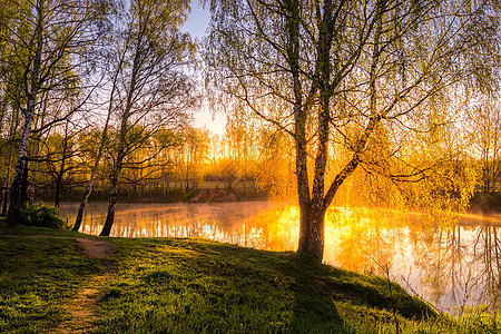 在池塘附近的小树叶中 太阳升起或日落阳光反射桦木荒野射线树林金子树干墙纸叶子图片