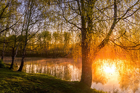 在池塘附近的小树叶中 太阳升起或日落墙纸荒野倒影金子薄雾桦木叶子风景树林光束图片