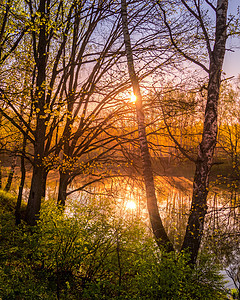 在池塘附近的小树叶中 太阳升起或日落树林倒影阳光叶子反射薄雾金子射线风景土地图片