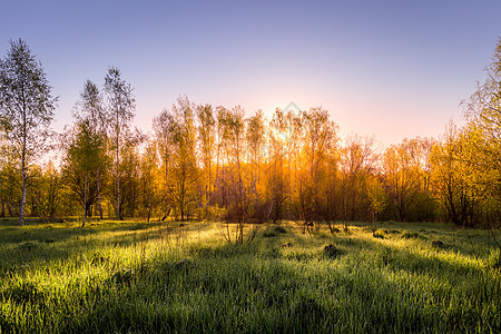 日出或夕阳在春田中 有绿草全景叶子野生动物旅行射线阴影团体生活极乐土地图片