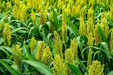 田野生黄绿高梁耳朵蓝色收成粮食天空食物谷物种子农场生长图片