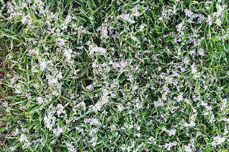 雪中的绿草草地场地小麦唤醒季节植物刀刃阳光火花地面图片
