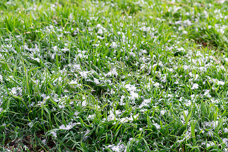 雪中的绿草草地植物刀刃活力场地薄片天空火花唤醒大雪图片