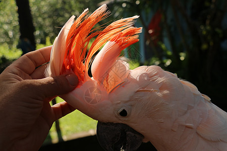 女人的手抚摸美丽的鹦鹉标本 可爱的站在树枝上 抚摸着它的羽毛 鲑鱼凤头鹦鹉 热带旅游概念橙子情调栖息动物学动物园翅膀荒野动物群波图片