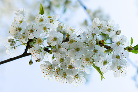 白花的树枝 梨子露室特写生长白色花园花序绿色季节花朵果树植物花瓣图片