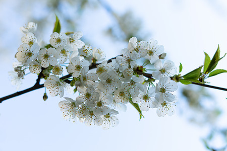 白花的树枝 梨子露室特写绿色花瓣花朵生长白色植物果树花园季节花序图片