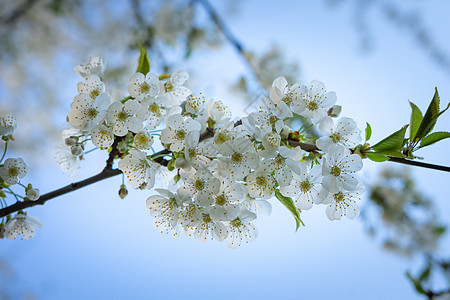 白花的树枝 梨子露室特写果树花朵生长季节花园白色绿色花序花瓣植物图片