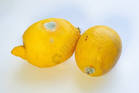 白色背景的两颗被宠坏的柠檬植物食物霉菌真菌衰变黄色卷青霉素孢子水果腐烂图片