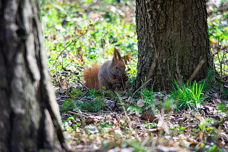 松松鼠坐在树下吃坚果尾巴红色毛皮棕色食物公园森林野生动物地球哺乳动物图片