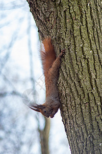 长着坚果的松松鼠从树上冲下动物眼睛绿色红色森林生物棕色羊毛栗鼠荒野图片