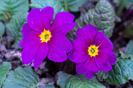 紫色花园紫花朵在户外生长植物学家庭树叶园丁园艺摄影花瓣生态收成紫树背景图片