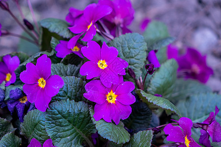 紫色花园紫花朵在户外生长园艺生态收成树叶家庭植物学摄影植物大自然紫树背景图片