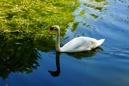 一只天鹅浮在岸边的水上羽毛支撑白色池塘荒野海岸野生动物游泳孤独海浪背景图片