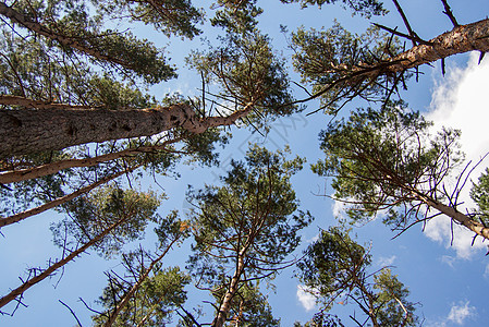 森林中的松树林照片来自底部 在蓝天背景上拍摄图片