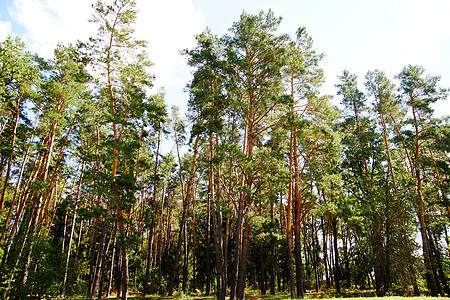 蓝天空背景的绿松林风景叶子森林林地阳光天空植物针叶木头绿色图片