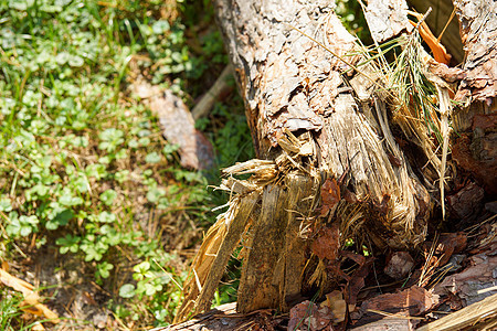 旧树破碎 坠落 躺在绿草上天气植物木头野生动物叶子环境生态绿色苔藓灾难图片