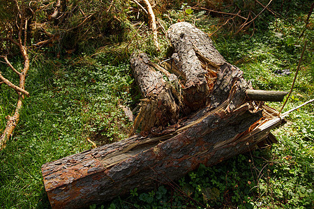 旧树破碎 坠落 躺在绿草上木头树叶天气公园叶子损害森林野生动物地球植物图片