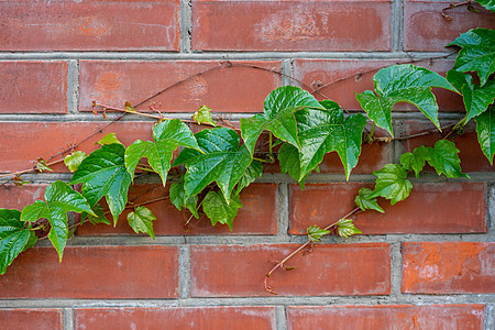 砖墙上的野葡萄绿枝生长文本建筑植物藤蔓花园绿色建筑学季节植物群图片