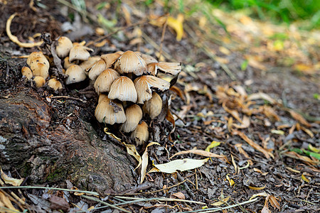 在树根附近的公园里生长的蘑菇 Agarical家族的真菌 蘑菇的照片植物群木头季节土壤殖民地生物帽子宏观荒野森林图片