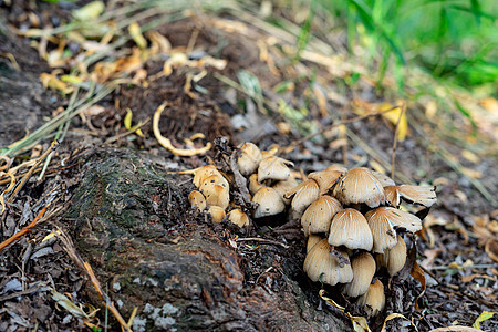 在树根附近的公园里生长的蘑菇 Agarical家族的真菌 蘑菇的照片宏观土壤殖民地环境植物季节团体木头植物群荒野图片