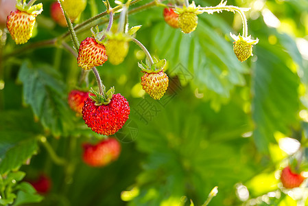 自然有机健康食品概念 红草莓或野生草莓场地浆果季节农场收成植物农业花园甜点水果图片