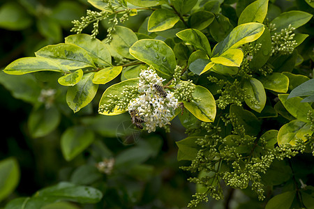 普通冰淇淋粗俗灌木季节衬套花瓣白色公园绿色叶子植物群花园图片