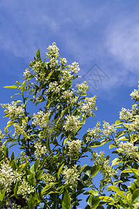 普通冰淇淋粗俗花园花瓣灌木公园衬套季节白色叶子植物群绿色图片